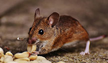 24 Hour & Emergency Exterminators in Olympic View, WA